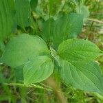 Cornus sanguineaYaprak