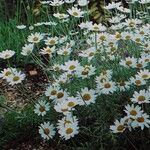 Anthemis punctata