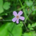 Geranium robertianumFlower