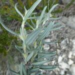 Helianthemum syriacum Hoja