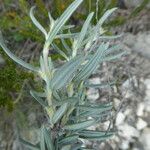 Helianthemum syriacum 叶