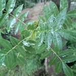 Fraxinus angustifolia Leaf