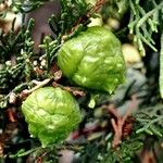 Cupressus sempervirensПлод