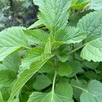 Leonotis nepetifolia Leaf