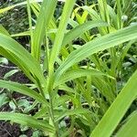 Ehrharta erecta Blatt