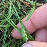 Carex planostachys Blomma