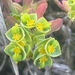 Euphorbia portlandica