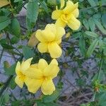 Jasminum mesnyi Φλοιός