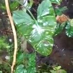 Montrichardia arborescens 葉