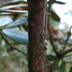 Rhododendron arizelum Bark