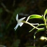 Angraecum ramosum പുഷ്പം