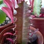 Euphorbia trigona Fulla