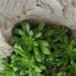 Sedum litoreum Blatt