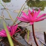 Nymphaea rubra ᱵᱟᱦᱟ