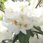 Rhododendron decorum Flor