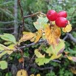 Sorbus chamaemespilus Frukto