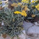 Achillea clypeolataFloro