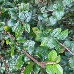 Cotoneaster simonsii Blad