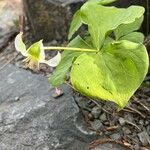 Trillium flexipes Habitus