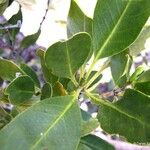 Syzygium koniamboense Hábito