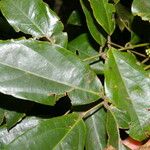 Rourea schippii Hoja