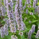 Agastache foeniculum Blodyn