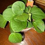 Peperomia albovittata Ліст