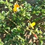 Ononis variegata फूल