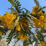 Sophora denudata Цвят