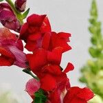 Antirrhinum majusFlors