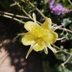 Aquilegia pubescens Квітка