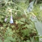 Mertensia ciliata 花