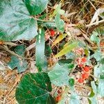 Rubus pectinellus Gyümölcs