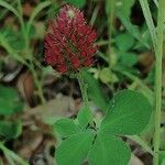 Trifolium incarnatumBlomst