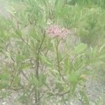 Tessaria integrifolia Квітка