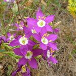 Zeltnera venusta Flor