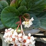 Bergenia ciliata ഇല