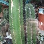 Isolatocereus dumortieri Hábito