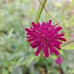 Knautia macedonicaCvet