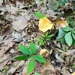 Panax quinquefolius Blad