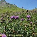 Serratula tinctoria Costuma