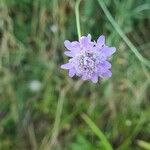 Scabiosa columbariaFlors