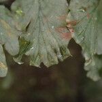 Trichomanes erosum Folha