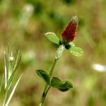 Trifolium incarnatum Levél