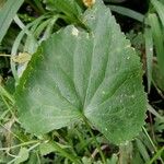 Spananthe paniculata Blatt