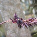 Bulbophyllum saltatorium Flower