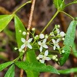 Zieria smithii Flower