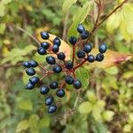 Viburnum tinusFruit