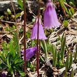 Soldanella pusilla Kéreg