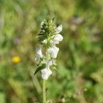 Stachys spinulosa Žiedas